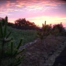 황금소나무 이미지