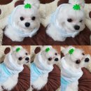 꽃보다예쁘개 이미지