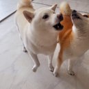 쿠이다르 이미지