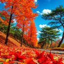 경남 진주 수목원 단풍 함안 파수리 곶감 마을 명소 소개 합니다 이미지