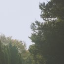 청산 단풍나무길 이미지