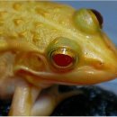 황금개구리 이미지