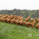 초지한우 이미지