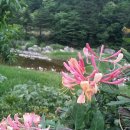 꽃향기민박 이미지