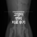 평촌동물병원 | 고양이 변비 치료 후기. 안양 평촌 동물병원