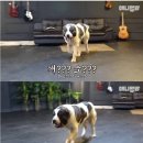 키 200cm 몸무게 120kg 강아지 ㄷㄷㄷ.jpg 이미지