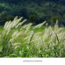 황금이삭 이미지