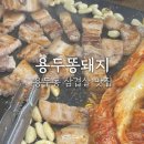 용두똥돼지 이미지