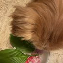 홍치과기공소 이미지