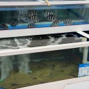 싱싱회수산 이미지