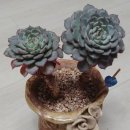 윗대이리 이미지