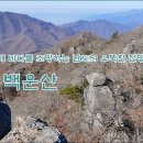금천리 산수유 Daum카페