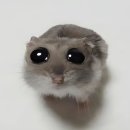 바라