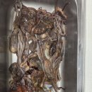 새벽스킨 | 부산 스킨해루질 후기 │ 이상기온 덕분일까? 올해는 문어가 유난히 빨리 컸던 여름밤 출조기