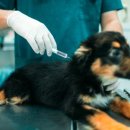 고등동물병원 이미지