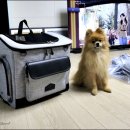 로얄애견 이미지