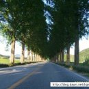 국도24호선가로수 이미지