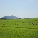 보리밭 | 전라도 봄 여행지 고창 청보리밭 축제 보리밭 사진명소 직접 다녀온 후기