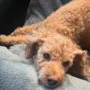 연기장례식장 | 반려견 떠나보내기 3 : 장례 3일장 화장 장례식장 제주도