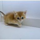 도그플레이스 이미지