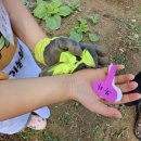 학교농장 이미지