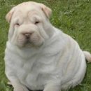 뚱강아지 이미지