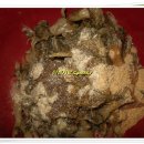 영양보리밥 이미지