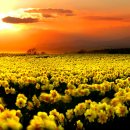 꽃들의 향연 이미지