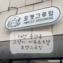 그루밍시즌 | 대전 둔산동 고양이 미용 추천, 무마취 스파 후기::포캣그루밍