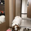 착한강아지 이미지