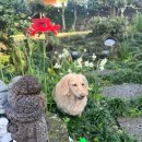 돌담이우다 펜션 이미지