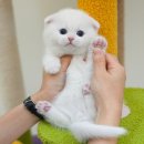 미유펫 강아지분양 고양이분양 부천점 | 부천고양이분양 미유펫 안심분양