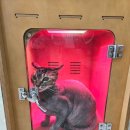 꽃길 걷는 고양이 | 인천_믿고 맡기는 무마취 고양이 미용 전문 '꽃길걷는고양이'