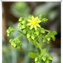 꽃봉우리 이미지