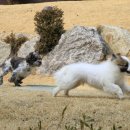 개가사는그집 이미지