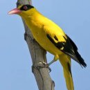 응암역 신사오거리 교통섬 | [서울 은평](250617)증산, 불광천, 봉산, 은평, 앵봉산, 서오릉(경기 고양)