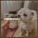 우리들종합유통 | 강아지종합영양제 티클링펫 Vital+6, 11살 노견 만두·콩이 건강관리 후기
