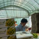 대길농장 이미지