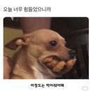 정또와분식 | Diray 12 제주 | LLLF | 오는정김밥 | 혼술바 | 먹부림