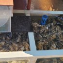 안골로31 이미지