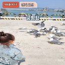 CW-1049-01 | 일출이 아름다운 궁평항 갈매기 밥주기 수산시장 구경