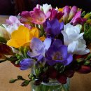 후리지아 이미지