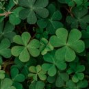 러키비키 소새울역점 이미지