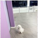 행복한애견미용실 이미지