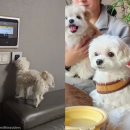 댕댕이# 이미지