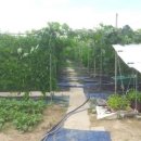 향촌농장 이미지