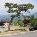 시도 17호선 소나무 | 영주 부석사(浮石寺)