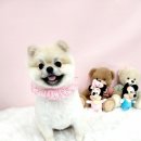 몽개몽개 애견미용실 이미지