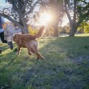 (단기)펫푸드(자격증) 이미지