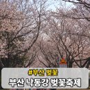 명품가로공원 | 부산 사상 낙동강정원 벚꽃 축제 낙동제방벚꽃길 실시간 개화 후기